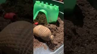 LIVE! Armadillo Enrichment Time!