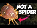 World's Strangest Arachnid? #shorts