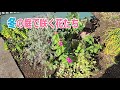 【ガーデニング】冬の庭で咲く花たち♪寒さに強いヒューケラドルチェも植えました！手作り温室も完成！