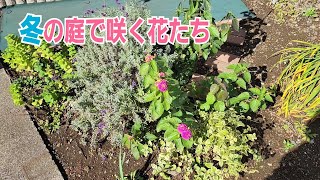 【ガーデニング】冬の庭で咲く花たち♪寒さに強いヒューケラドルチェも植えました！手作り温室も完成！