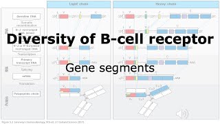 The B-cell Receptor: Gene segments in the genetic locus