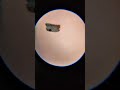 unlimited zooming with the normal camera #photography #zoomtest #camera #dslr #shorts
