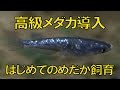 【アクアリウム熱帯魚水槽】高級メダカ導入します！初めてのめだか飼育