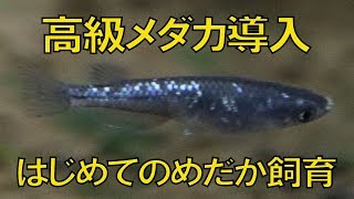 【アクアリウム熱帯魚水槽】高級メダカ導入します！初めてのめだか飼育