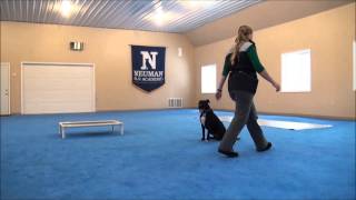 Max - Boot Camp Dog Training