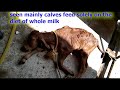 HOW VETS TREATED CALF WITH SEVERE CONVULSION/HYPOMAGNESIUM TETANY IN CALFS PREVENTION AND TREATMENT