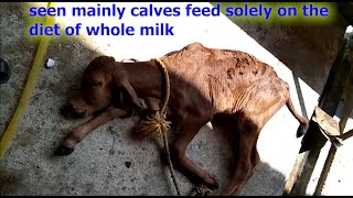HOW VETS TREATED CALF WITH SEVERE CONVULSION/HYPOMAGNESIUM TETANY IN CALFS PREVENTION AND TREATMENT