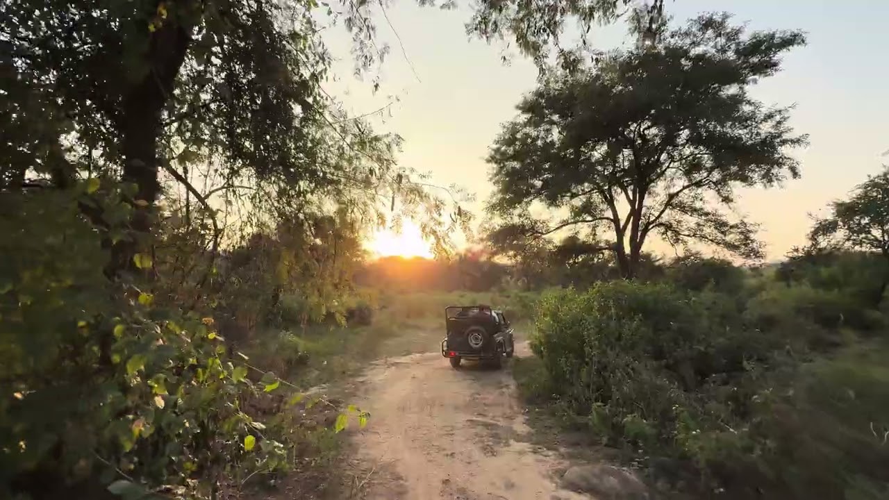 Sariska Tiger Reserve Alwar View and Gypsy Ride 4K HDR