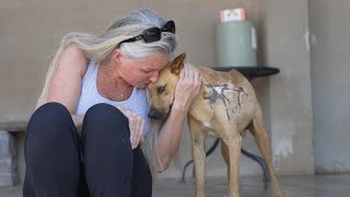 This Dog Rescue Is One Of A Kind!