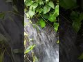 Flowing Water Sounds #nature #relaxing #watersounds #shorts