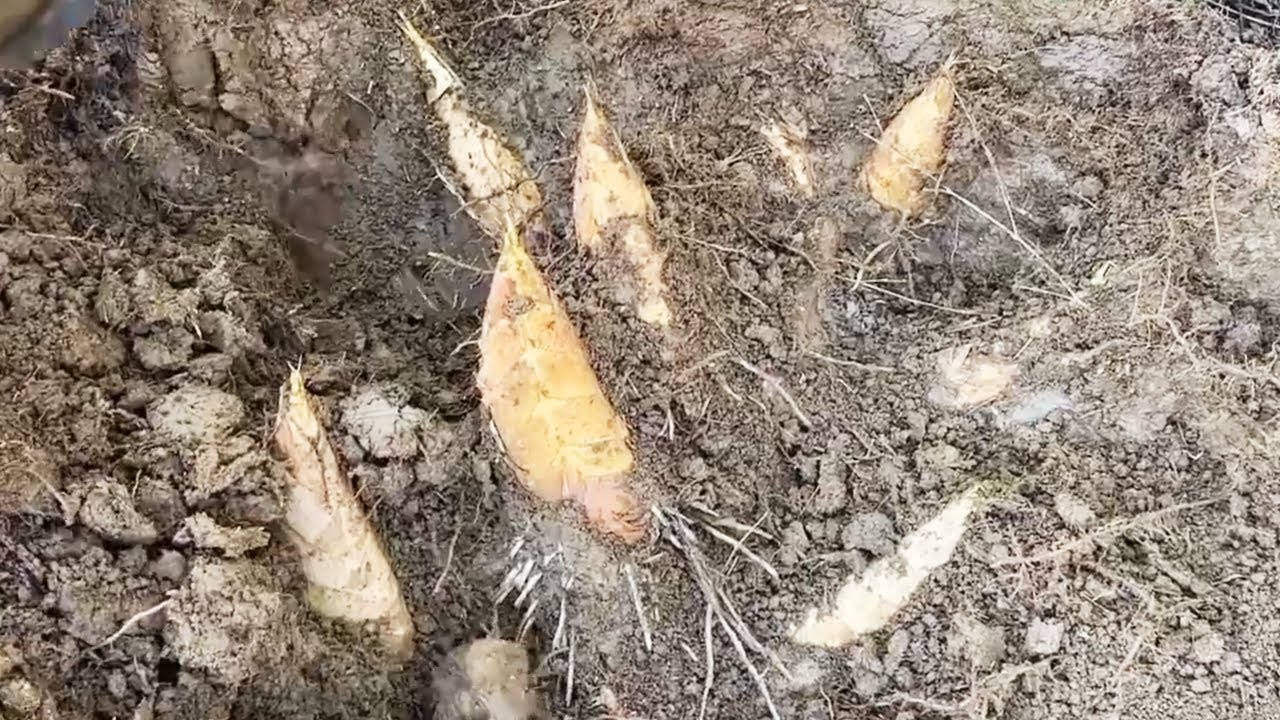 阿峰这一锄头不得了，小裂缝挖下去有大惊喜，7颗笋错乱排列这下发财了！【乡村阿峰】