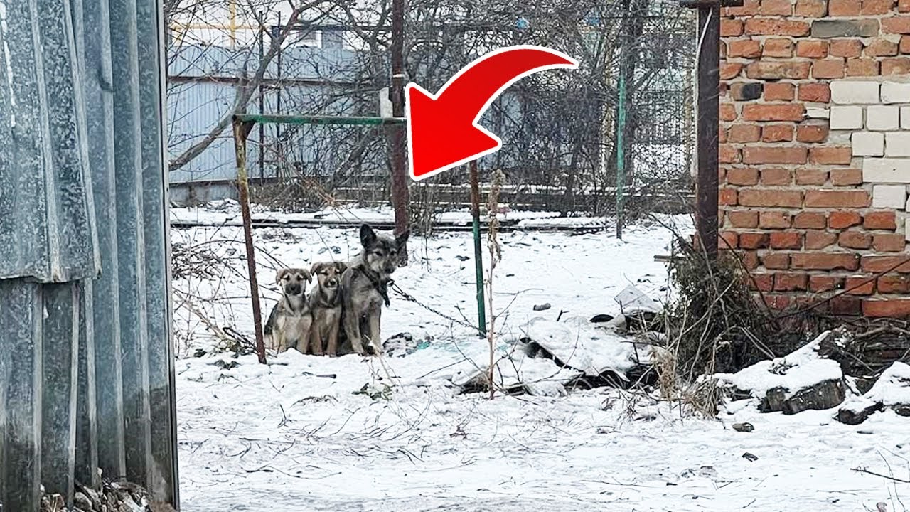 Mama Dog and Her Two Puppies Were Found Shivering in the Cold Nowhere ...