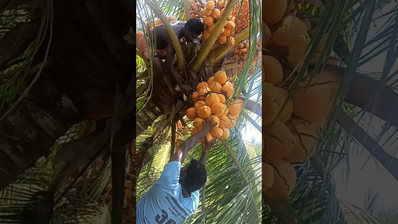 yellow coconut water cutting