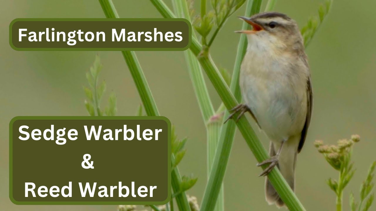 sedge-warbler-and-reed-warbler-at-farlington-marshes-youtube