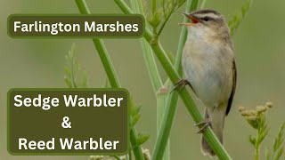 Sedge Warbler And Reed Warbler At Farlington Marshes