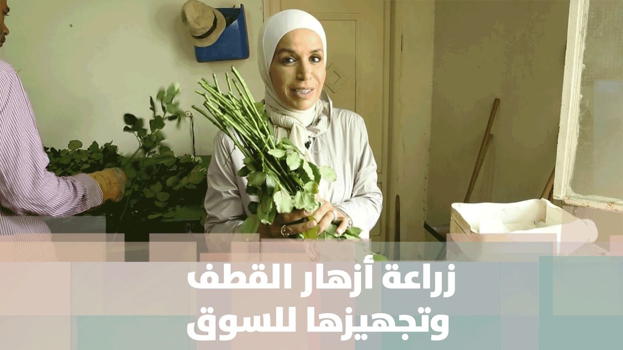 زراعة أزهار القطف وتجهيزها للسوق  - أمل القيمري - دنيا الزراعة