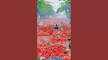 Thiên Đường Vải Sáng Sớm |Chợ Vải Thanh Hà Lục Ngạn Nhộn Nhịp Tắc Đường #vietnam #traivai #fruit