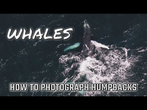 فيديو: كيف تذهب لمشاهدة الحيتان في سياتل