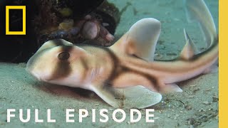 How Baby Sharks Navigate the World (Full Episode) | Baby Sharks