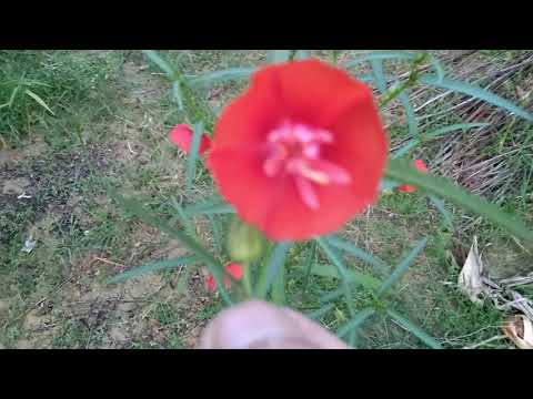 Video Phân biệt cây ( cần sa .cây gai dầu ) và cây Tý ngọ... - youtube