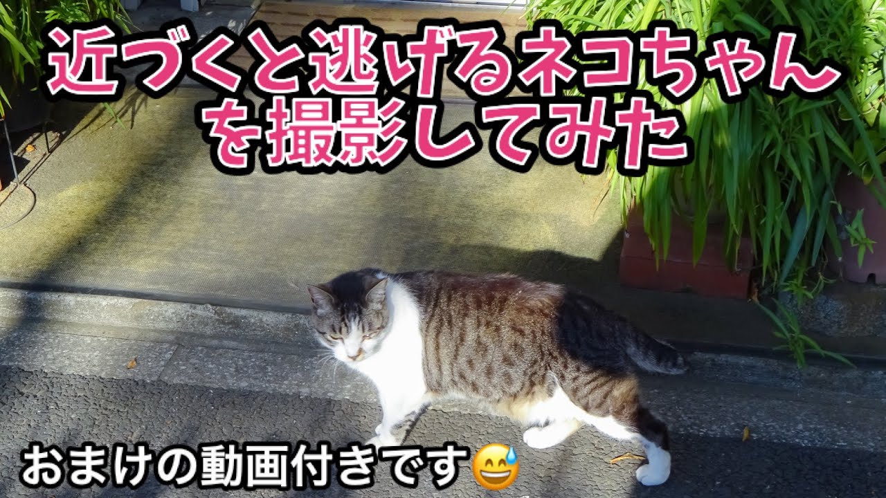 猫 近づく と 逃げる