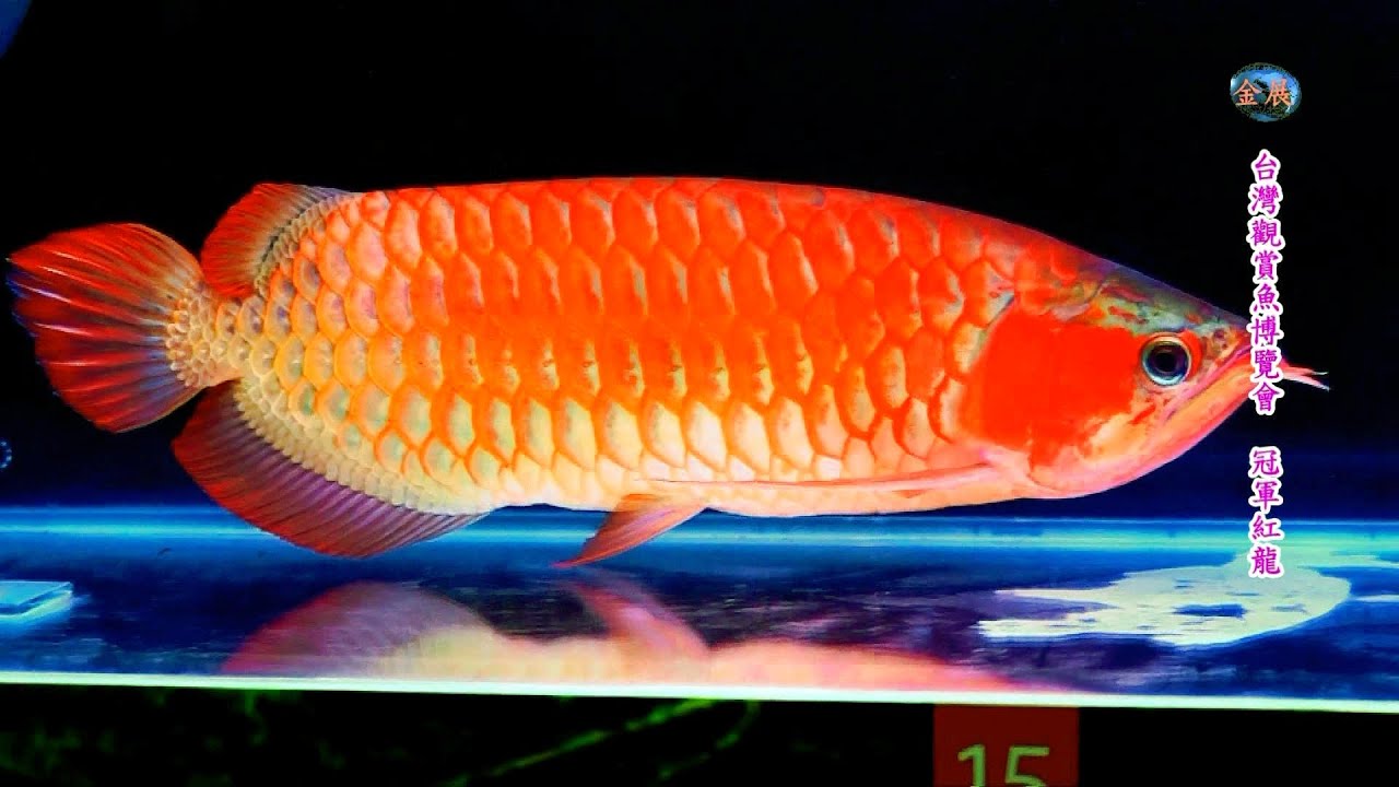 2014台灣觀賞魚博覽會-龍魚比賽-冠軍紅龍Red Arowana - YouTube