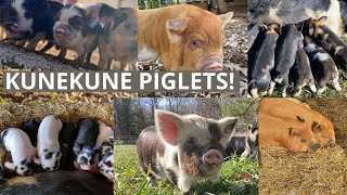 Piglets, Piglets, and More Kunekune Piglets!