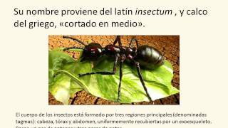Introducción - Entomología General