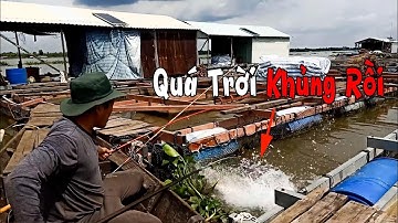 Run tay câu cá tra khủng, cá dồ đém khủng, cá cóc - Kỳ lạ dính luôn cá mù cuốn cần chạy luôn T326