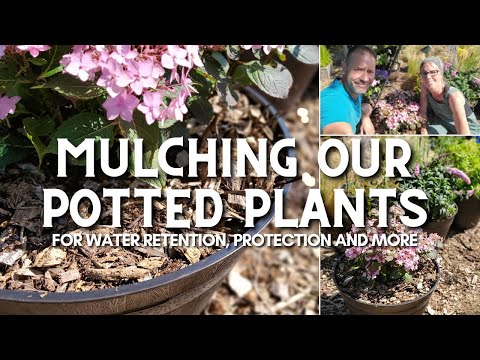Video: Talvine multšikaitse – kas ma peaksin talvel taimede ümber multšima