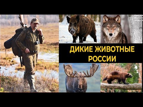 Видео: Является ли самая большая опасность, с которой мы сталкиваемся, путешествуя сами?