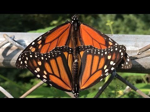 Mating Monarch Butterflies