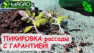 100 % ПРИЖИВЕТСЯ! Пикировка РАССАДЫ с гарантией! Возраст, сроки, заглубление и особый рецепт полива!