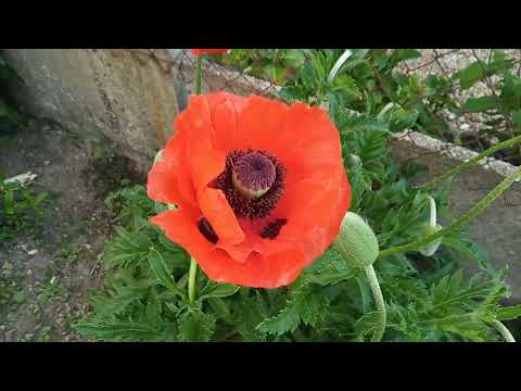 Vidéo: Soin du pavot bleu de l'Himalaya - Apprenez à faire pousser des coquelicots bleus dans le jardin