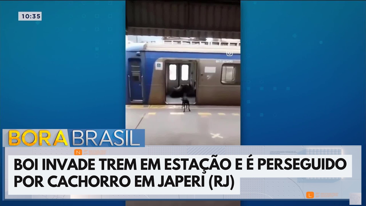 Boi invade trem em estação e é perseguido por cachorro em Japeri (RJ)