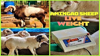 BIG AMINGAD SHEEP'S LIVE WEIGHT "MUST WATCH" SRS FARM MAGADI - Call for more details 7353284428