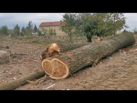 Monitorul de Făgăraș: Copacii căzuți sub lama drujbelor, în Făgăraș