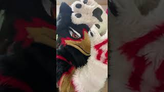【獣化/fursuit#96】水曜のもふもふタイム🐾【ジュージュー】#獣化 #fursuit #shorts #Furtuber #雑談配信