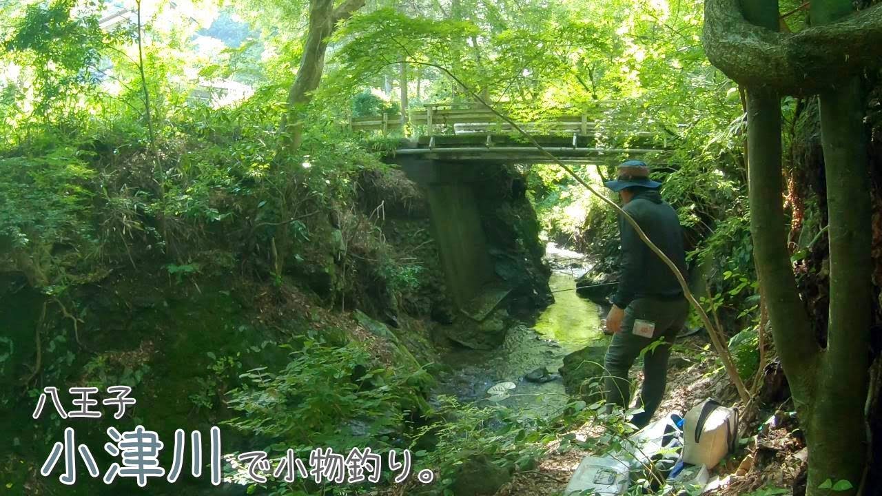 細い川で〇〇〇がでました！クマも出そう・・・。八王子市 小津川で小物釣り。