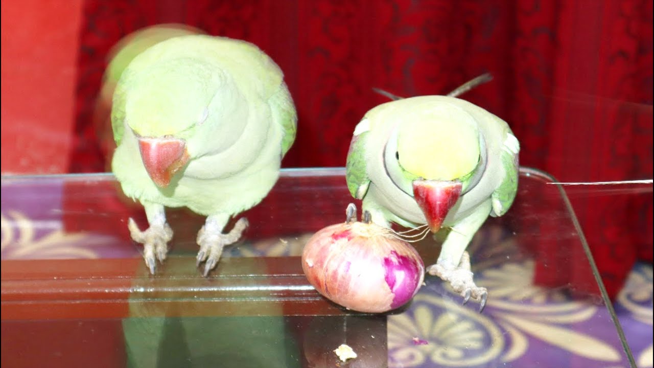 Can Parrots Eat Onions? Debunking Myths & Facts