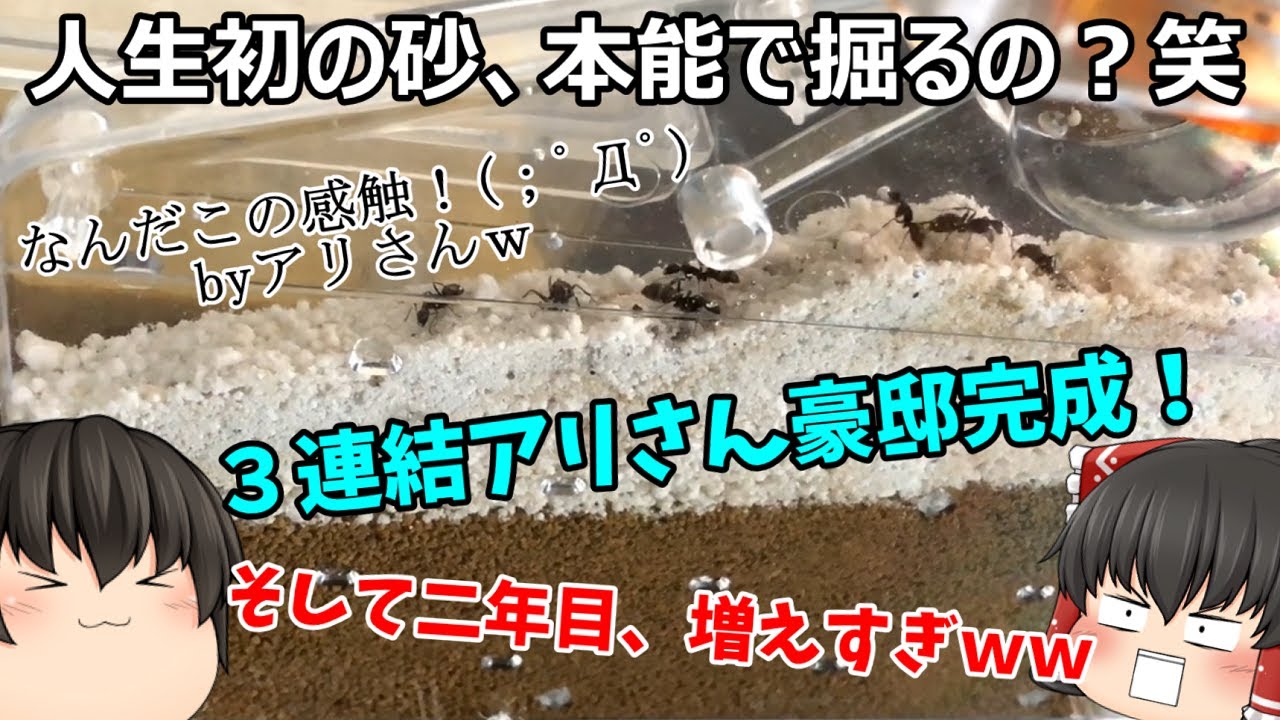 アリさん大豪邸完成 人生初 砂の上に降り立ったうちのアリさん さぁ本能で穴を掘るのかな 笑 Youtube アリさん大豪邸完成 人生初 砂の上に降り立ったうちのアリさん さぁ本能で穴を掘るのかな 笑 Youtube