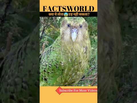 क्या ये तोता उड़😱नहीं सकता?| Kakapo parrot #shorts #trending