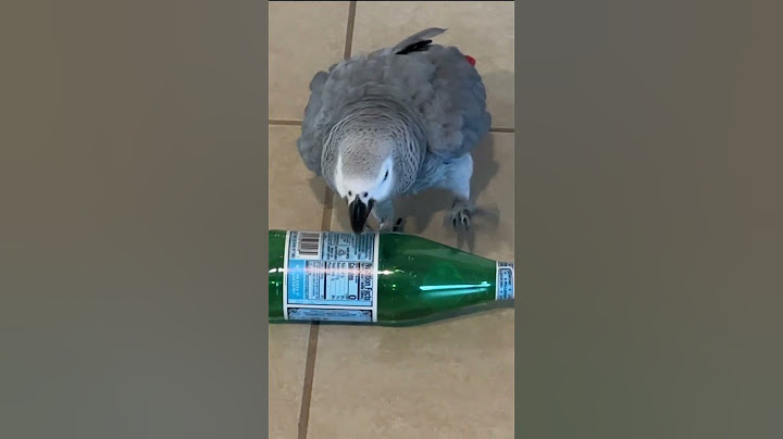 THIS IS WHAT HAPPENS WHEN Parrot Finds the Cool Toy He Wanted
