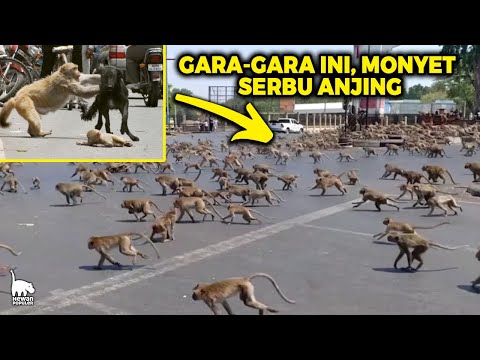 Anak Monyet di Serang Anjing, Akhirnya Balas Dendam Kawanan Monyet Bantai 250 Anjing