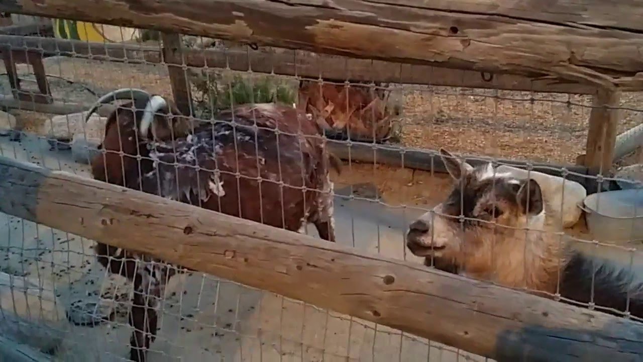 Petting Goats at Murray Family Farms (Bakersfield, California) YouTube