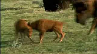 NG Yellowstone Wolves part 9