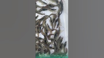 Kinh nghiệm nuôi tôm bị bệnh EHP