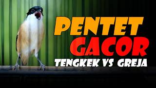 Download lagu PENTET GACOR MATERI TENGKEK VS GREJA TARUNG