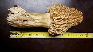 The Biggest Morel Mushroom, And How This Man Become Actually Famous