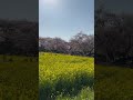 権現堂堤さくらと菜の花 満開 Sakura 桜 Flowers Japan 権現堂堤さくらと菜の花 満開 Sakura 桜 Flowers Japan